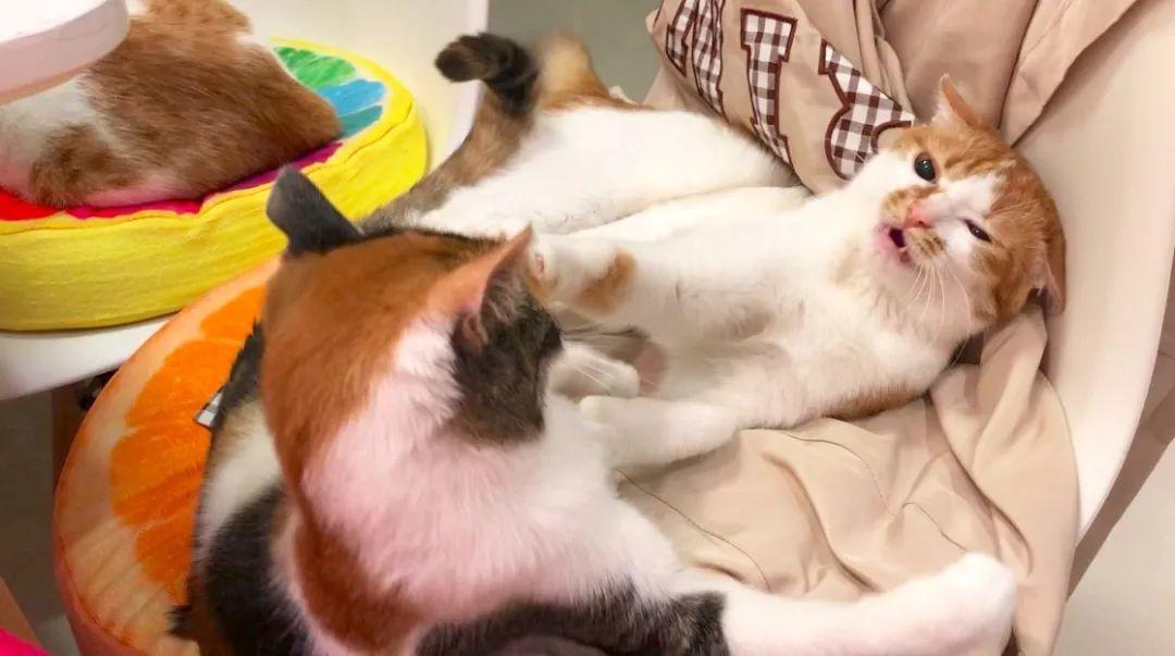 猫咪爱咬人怎么办(猫咪抓人咬人屡教不改怎么办)