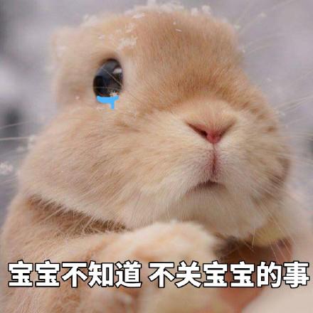 宝贝兔兔表情包第二弹。，一只小兔兔2表情包（你的小可爱上线了图片）