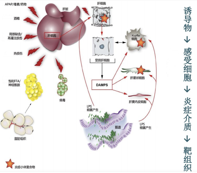博落回的功效与作用，博落回有什么功效（博落回的性状与作用如何？其用法与用量怎样）