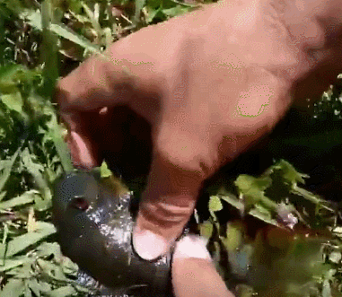 翻山越岭的动物是什么，翻山越岭打一生肖（“逆天狂徒”过山鲫）