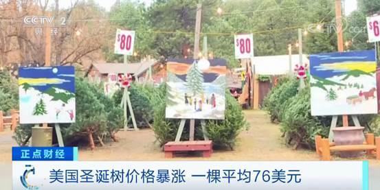 圣诞树价格恐大涨，圣诞树价格（圣诞树种数量急剧下降）