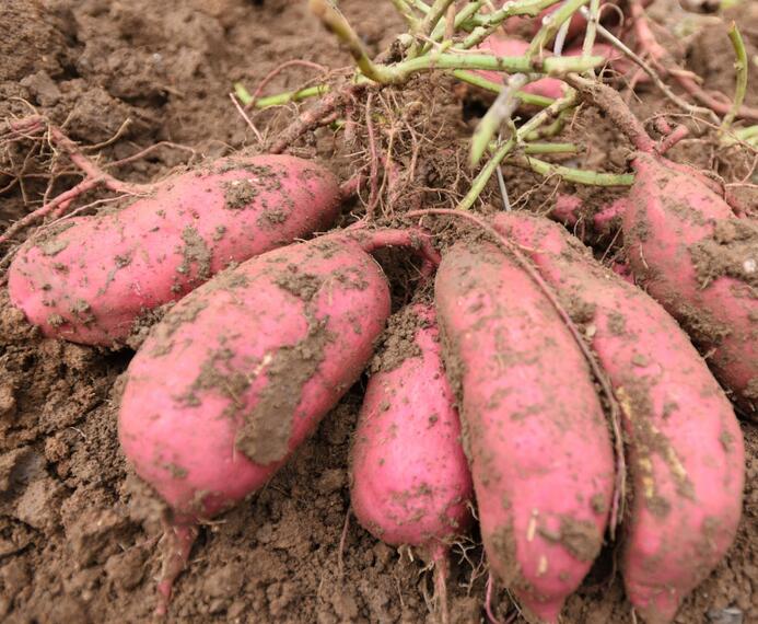 圖片[1]-紅薯保存方法 放一年不壞 越放越甜！-起舞食譜網(wǎng)