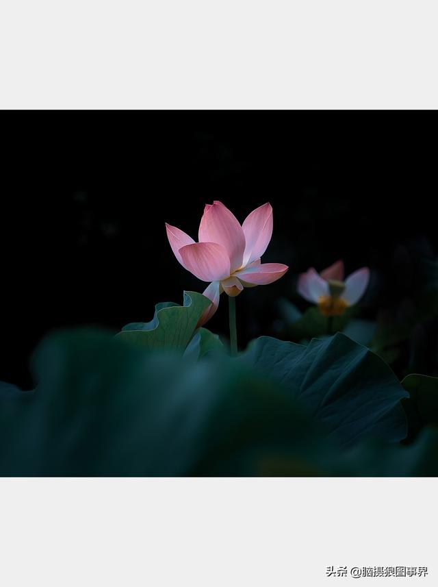 荷花图片，荷花图片大全真实照片（分享18张实拍荷花照）