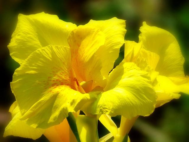 美人蕉花语，养殖做好这几点（美人蕉花语是什么意思）