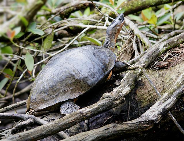 乌龟种类有哪些，乌龟种类有哪些品种（陆龟和水陆两栖龟区别）