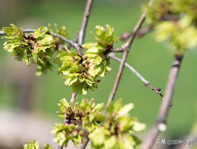 榆树叶，又是一年榆钱香（榆树叶子）