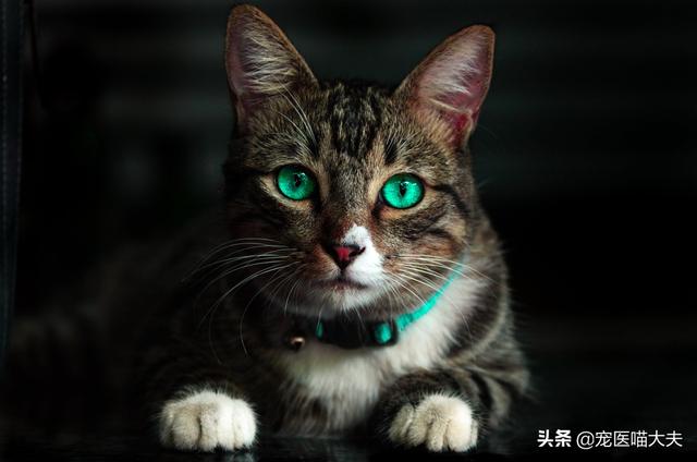 小猫呕吐是什么原因，猫咪呕吐都是哪些原因（导致猫咪呕吐的5大原因）