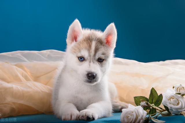 宠物猫如何托运，宠物猫怎么托运（宠物托运应该怎么办理）