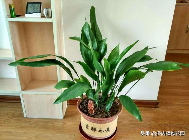 如何养蜘蛛呢，怎么样养蜘蛛（蜘蛛抱蛋好玩又好养的植物）