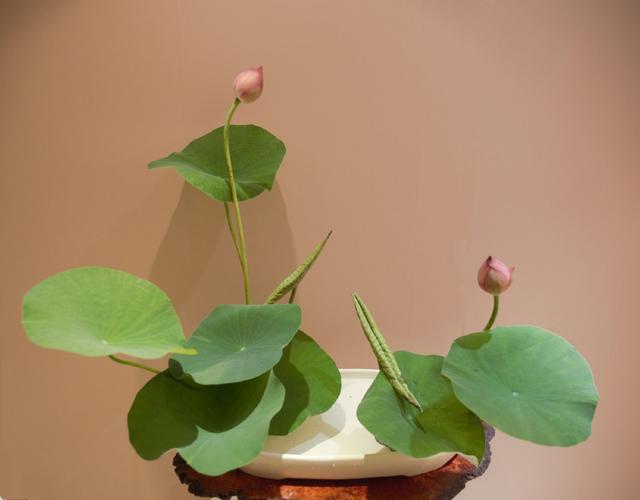 佛前供花一般几支，供佛最怕三种水果（荷花<莲花>佛前供花）