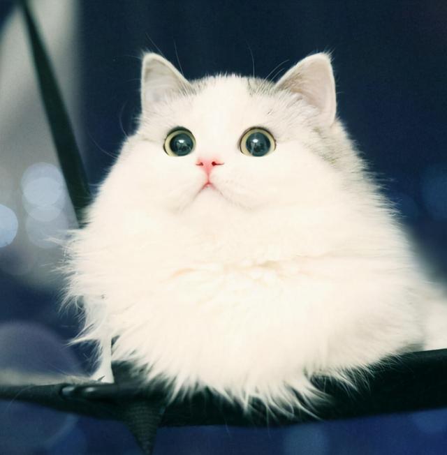 褴褛猫是什么猫，褴褛猫是什么品种（这6种粘人的猫咪，甩都甩不掉）