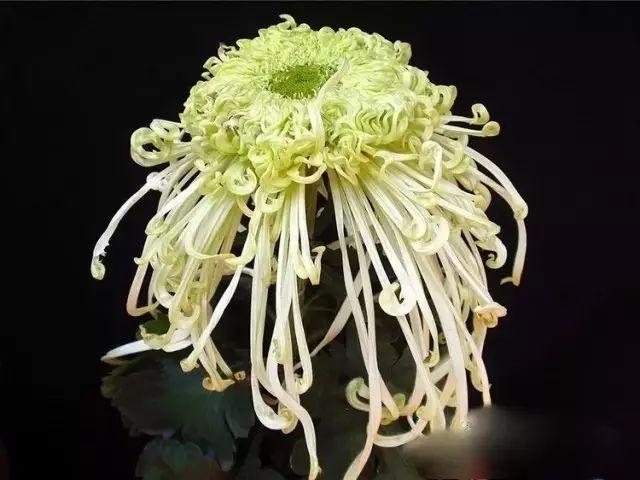 世界最美菊花80种太美了，金秋十月赏菊花——世界最美菊花80种送给您