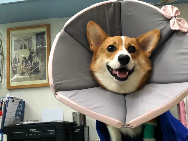 金毛犬，6种狗狗小时候和长大的对比（金毛犬的优缺点及性格）