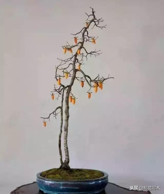 老鸦柿和金弹子的区别，老鸦柿和金弹子谁更容易养活（老鸦柿盆景）