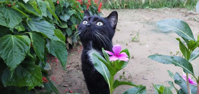 黑猫男友的疼爱方式，黑猫男友的疼爱方式动漫全集资源（女作家与黑猫精灵的故事）