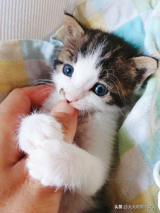 什么是开脸狗，民间说法开脸狗为什么不好（家有小奶猫）