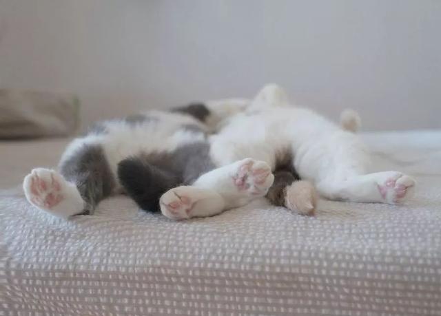 猫咪常见6种睡姿，猫咪的四种睡姿代表不同心理活动