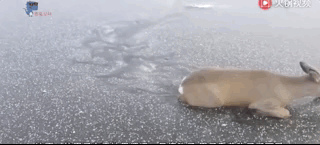 狍子为什么叫傻狍子，狍子为什么叫傻狍子视频（硬是把自己蠢成了国家保护动物…）