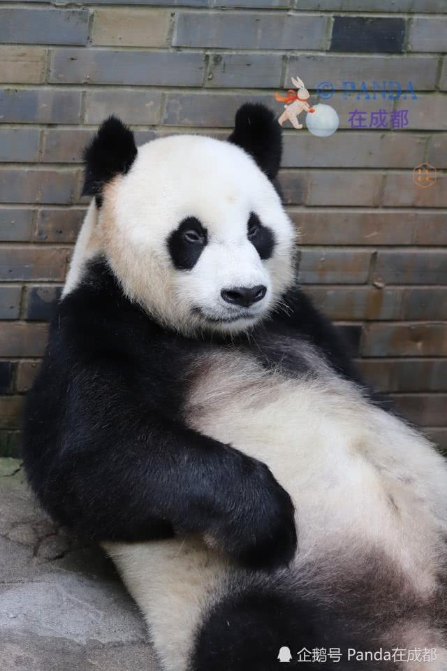 为什么没有三条腿的动物，有没有动物三条腿（这是一只只有三条腿的熊猫）