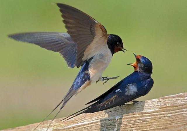 燕子进屋来有什么兆头，燕子在家搭窝预示三件事发生（燕子来家筑巢是好兆头）