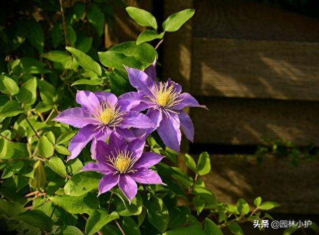 吊钟花的寓意好吗风水禁忌如何，盘点十二星座的“守护花”和“旺财植物”