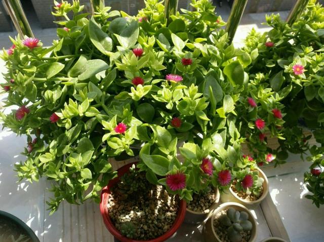 红桂花的功效与作用及食用方法，红桂花和黄桂花的区别（能吃能看还能养人）