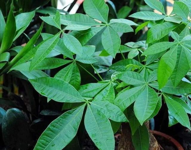 发财树种植技巧，掌握好4个养护关键点