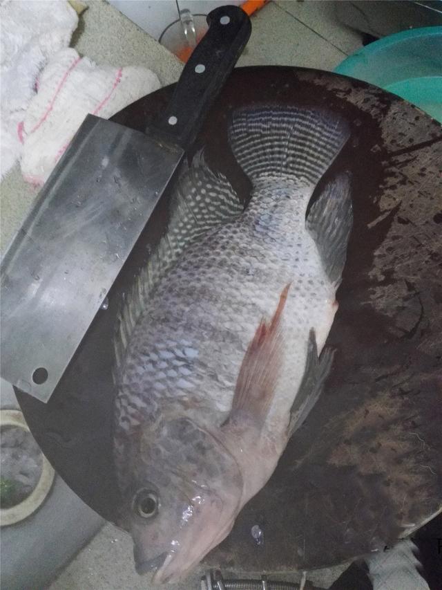 罗非鱼喜欢吃什么饵料（野钓大罗非最佳时机即将到来）