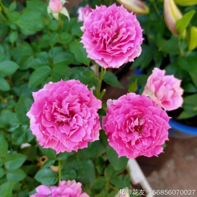 花色鲜艳又浓香的月季品种，浓香四溢的6款月季