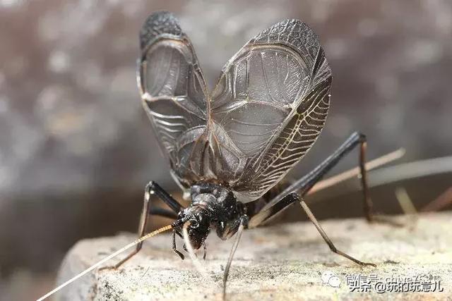 竹蛉饲养技巧，鸣虫竹蛉吃什么怎么饲养（捉虫记，竹蛉与萤火虫<一>）