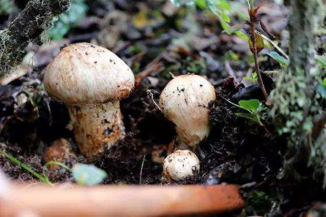 吃松茸的禁忌，松茸怎么吃法大全（健康口感两不误的养生圣品）