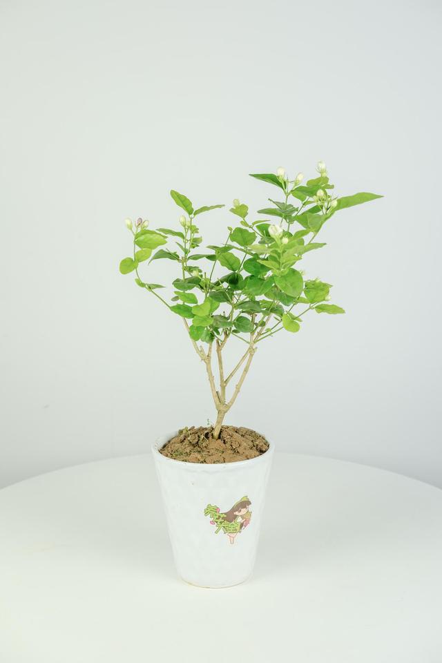 栀子花花期，栀子花花期几月份（买回家就是交“智商税”）