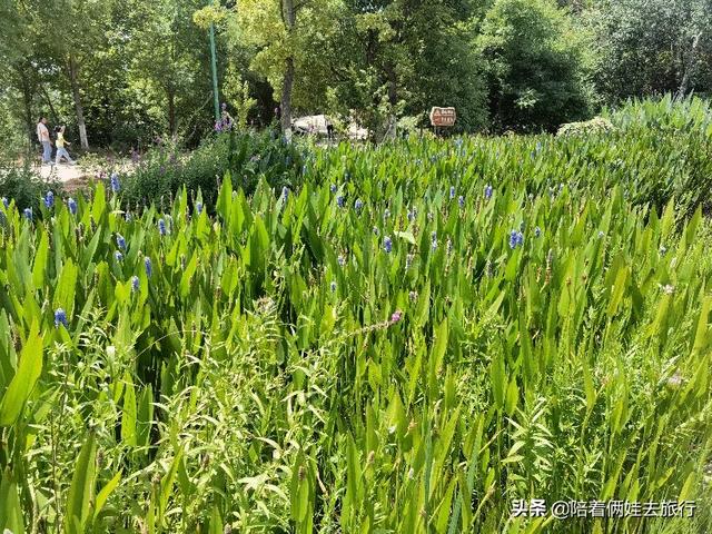 洱海海拔多少米，洱海拔多少米高（发现真是个绝佳的免费宝藏遛娃地）