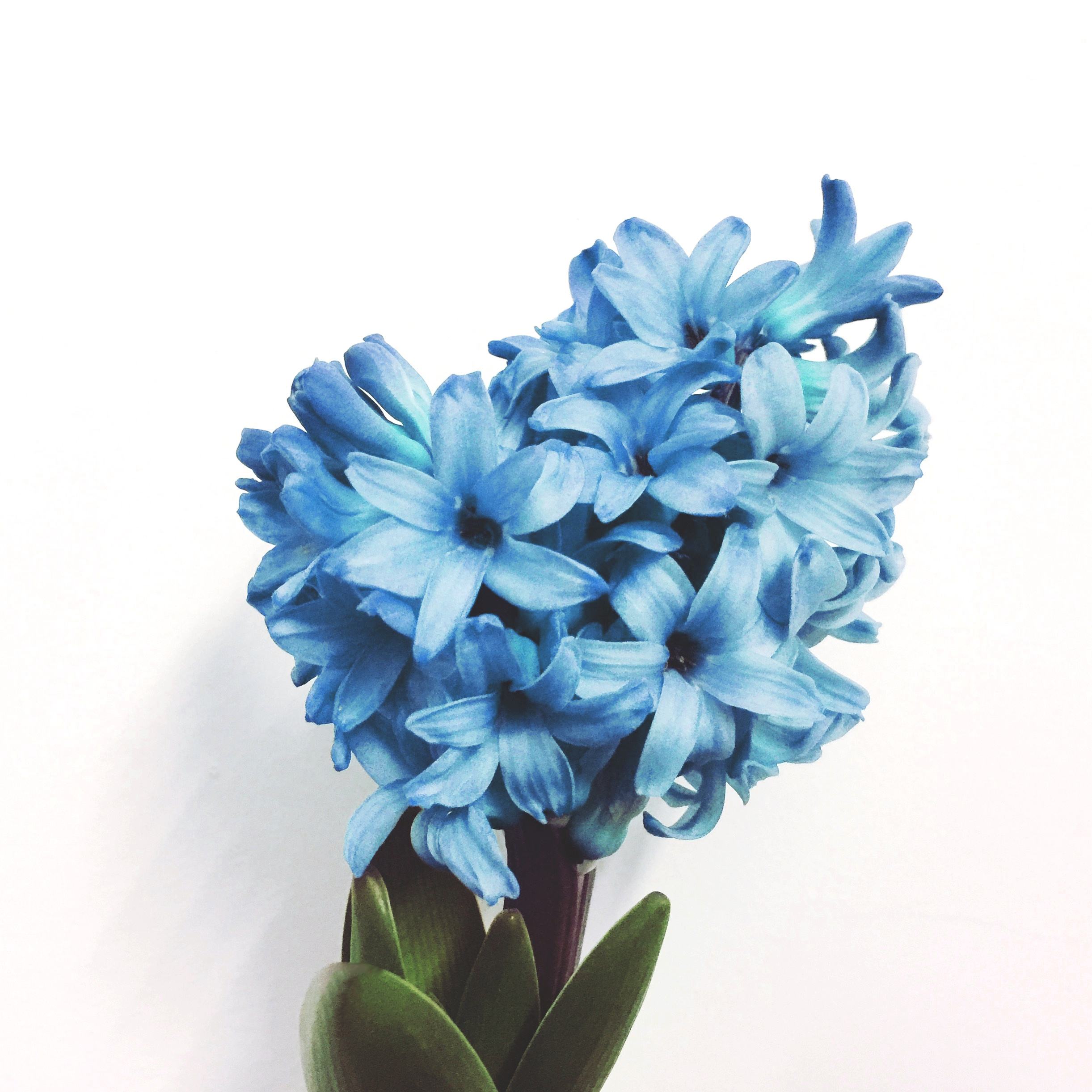 风信子象征着什么精神,传说风信子希腊神话风信子原名(风信子的花语和