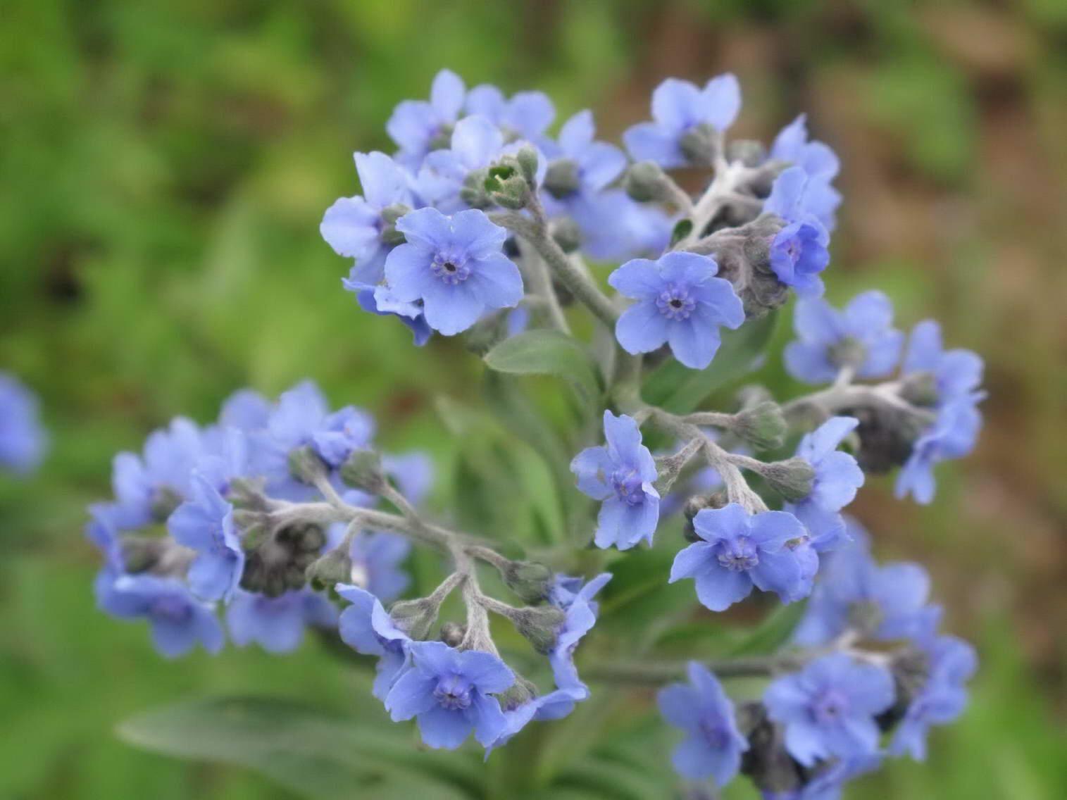 狗屎香草药(中草药狗屎树图片)-柯彬网