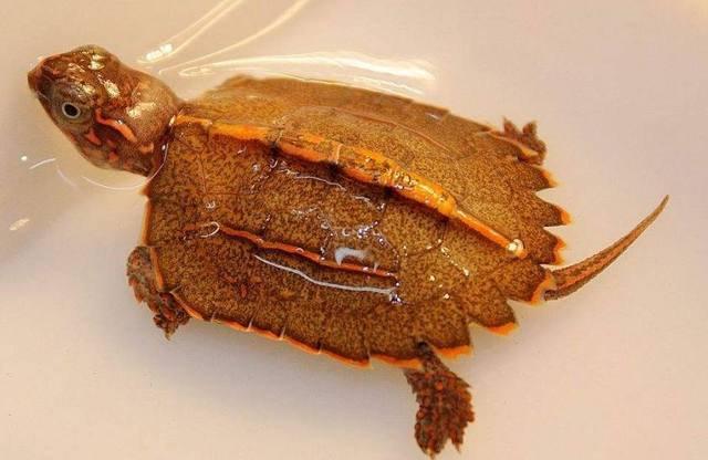 乌龟种类有哪些，乌龟种类有哪些品种（陆龟和水陆两栖龟区别）