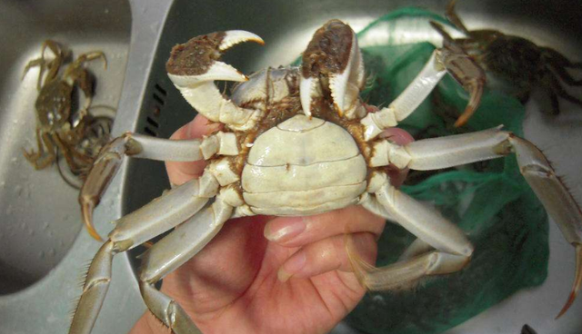 豆腐蟹肉忌廉汤，蟹肉豆腐煲的做法窍门（最爱的蟹黄和豆腐碰撞）