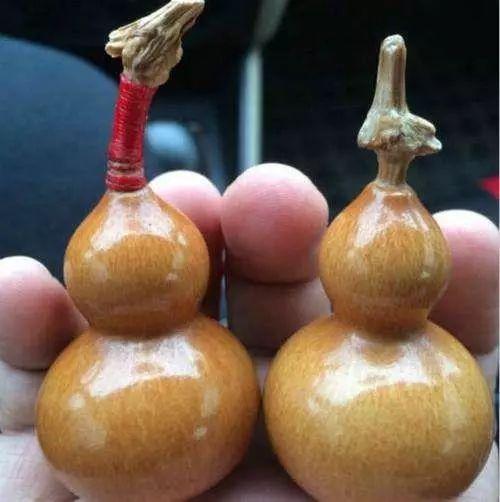 葫芦怎么保存处理不得不知，葫芦不成熟怎么保存（文玩葫芦晒、养、盘、存还是有讲究的）