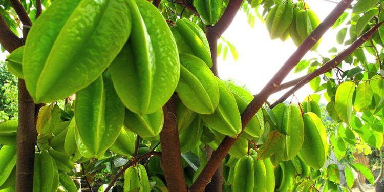 图片[2]-杨桃怎么吃才是最好？怎么吃最有营养呢？-起舞食谱网