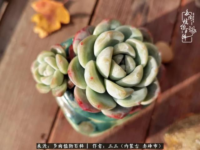 雪候鸟是什么意思，雪候鸟歌词表达什么意思（多肉于我从来不是锦上添花）