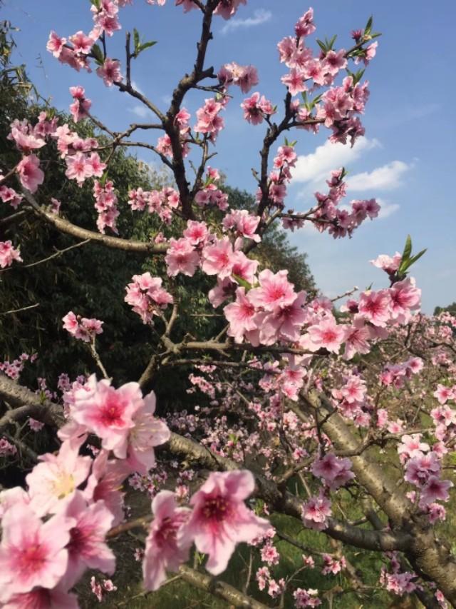 牵牛花长什么样，喇叭花的样子（究竟什么样的男人才性感）