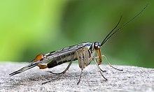 蛩（蛩蠊目），昆虫的分目概要（ひどい目にあった）