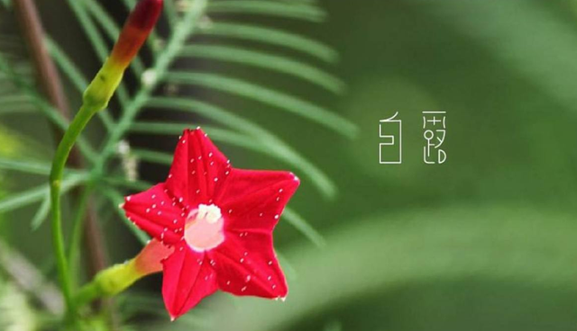 百岁无忧.，微信头像，百岁无忧.（十五首白露诗词）