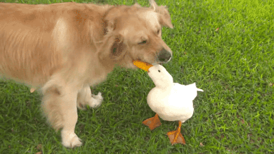 狗狗能不能吃牛肉，狗狗能不能吃牛肉粒零食（铲屎官注意了）