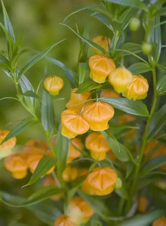 元宵节花灯种类，元宵节彩灯有哪些种类（今日元宵丨这些“花灯”见过3种算你厉害）