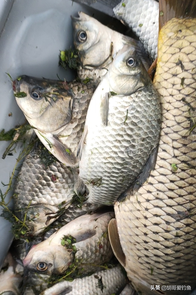 红鲫鱼怎么样饲养，红鲫鱼养殖技术（你不知道的钓鱼冷知识<4>）