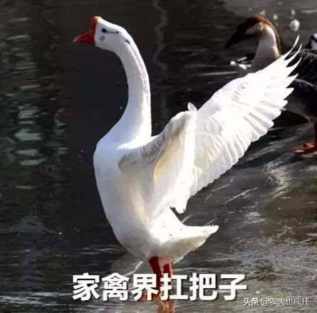 农村蛇最怕什么动物，蛇皮碰到鹅屎后就会腐烂