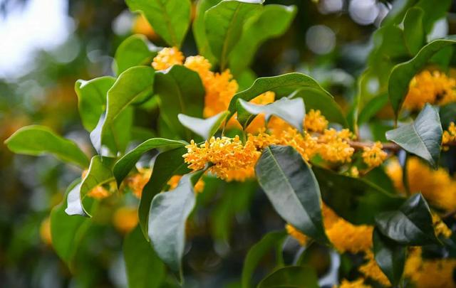 桂花树为什么不开花，桂花怎么不开花怎么回事（开花又多又香不会难）