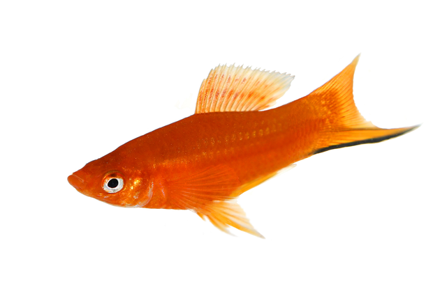 对对红的养殖方法和注意事项，对红怎么养,对红的养殖方法和注意事项（要学会创造条件）