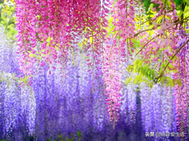 辟谣绣球花有毒，绣球花有毒吗（家里有老人、小孩、孕妇或宠物）